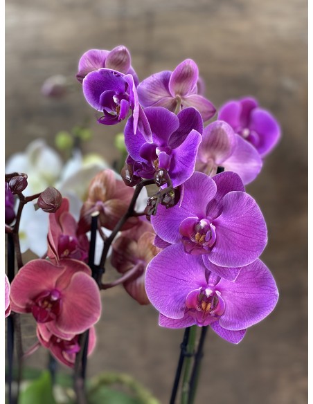 Orchid Box - composizione con orchidee phalaenopsis