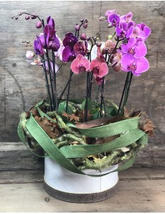 Orchid Box - composizione con orchidee phalaenopsis